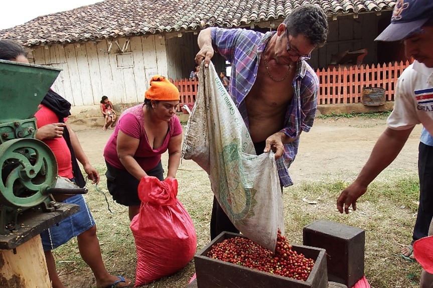 Kaffeeernte bei El Porvenir