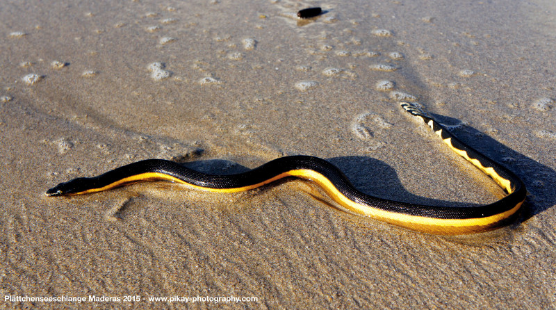 Eine am Strand eigentlich sehr seltene Plättchenseeschlange am Strand beim Maderas
